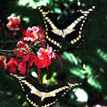 Couple de papillons