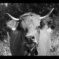Vache Tarentaise curieuse ...