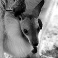Bébé kangourou, Brisbane