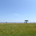 Massai Mara, Quênia