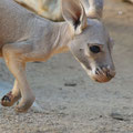 子どものカンガルー