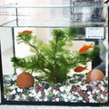 金魚の飼育（しいく）