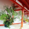 回廊西側の生け花（京都御所）