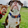 Renascence Bulldogge Dexter aus Köln mit seinem neuen Powerful Collar