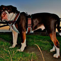 Renascence Bulldogge Dexter aus Köln mit seinem neuen Reflektor-Geschirr