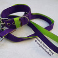 Powerful Collar - 40mm, lila-limone mit passender Leine in 25mm, 2,20m, 3-fach verstellbar
