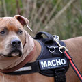 American Staffordshire Terrier Finn aus Köln mit seinem warmen Regenloop in camel - haselnuss