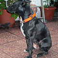 Pitbull Terrier Nox aus Österreich mit Biothane Kettenzugstopp + BW-Polsterung
