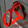 Geschirr in bordeaux mit Neopren in neonorange