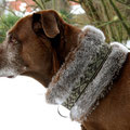 Jagdhundmischling (Griechenland) Luna aus Leverkusen mit ihrem kuschlig warmen 'edel & farbenreich'
