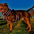 Renascence Bulldogge Ruby Tuesday aus Köln mit ihrem neuen Reflektor-Geschirr