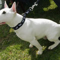 Standard Bullterrier Ti aus RLP mit seinem neuen Bullterrier-Halsband
