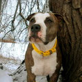 American Staffordshire Terrier Nino aus Freiburg mit seinem neuen Powerful Collar