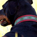 Doberfrau Fly aus Leverkusen mit ihrem Edel & Farbenreich Halsband
