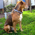 Parson Russell-Australian Shepherd-Mix Theo aus Bremen mit seinem neuen edel & farbenreich