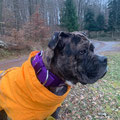 Bonnie mit ihrem neuen Powerful Collar une Hurtta Mantel