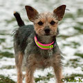 Yorkshire x Jack Russell-Mix Marie mit ihrem neuen edel & farbenreich Halsband