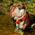 Renascence Bulldog Dexter mit seinem neuen Powerful Collar