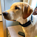 Snoop aus Mettlach mit seinem neuen Halsband