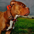 Renascence Bulldogge Ruby Tuesday aus Köln mit ihrem neuen Powerful Collar mit Handgriff