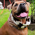 American Staffordshire Terrier Finn aus Köln mit seinem warmen Regenloop in camel - Kuh
