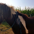 Islandpony 'Elmur' aus Merzig mit seinem neuen Halfter und passendem Führstrick geflochten aus Paracord in türkis mit Reflektortreifen und braun