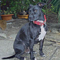 Pitbull Terrier Nox aus Österreich mit seinem Powerful Collar