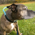 American Staffordshire Terrier Dina aus Köln mit ihrem neuen Powerful Collar + Haltegriff