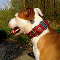 AmStaff Finja aus Bergheim mit ihrem neuen Powerful Collar