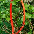 Zugstopp Halsband in signal-orange - 13mm
