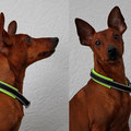 Zwergpinscher Lexus aus Netphen mit seinem neuen Reflektorhalsband