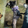 Chinese Crested Ylvie aus Viersen mit ihrem neuen kuschlig warmen Zottel-Fellhalsband