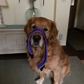 Fiene mit ihrem neuen Halsband