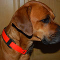 Boxer-Rhodesian Ridgeback-Mix Kisha aus Kiel mit ihrem Biothane Zugstopp mit schmaler Polsterung (Sonder-Einzelanfertigung)