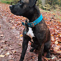 Mischling 'Nero' mit seinem neuen Powerful Collar