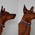 Zwergpinscher Keanna aus Netphen mit seinem neuen Reflektorhalsband