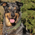 Beauceron-Mix Aky aus München mit seinem neuen edel & farbenreich (mit Motivmärkchen)
