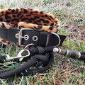 Halsband mit Rollschnalle in 40mm, schwarz. Mit Fleecepolsterung 'Leopard'. Dazu eine passende Führleine
