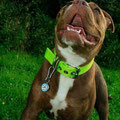Renascence Bulldogge Ruby Tuesday aus Köln mit ihrem neuen Powerful Collar