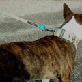 Miniatur Bullterrier Waynee aus Burbach mit seinem neuen Powerful Collar mit passender Leine