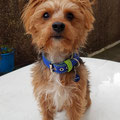 Yorki-Mix 'Charlie' aus Merzig mit seinem neuen Powerful Collar mit Mini-Marke