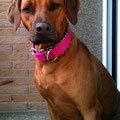 Rhodesian Ridgeback Smilla aus Melle mit ihrer 'Powerful Collar' Sonderanfertigung