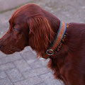 Irish Setter 'Nikkei' mit seinem neuen Halsband