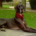 Deutsche Dogge Bayonna aus Freiburg mit ihrem neuen edel & farbenreich Halsband