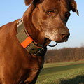 Mischling (Griechenland) Luna aus Leverkusen mit ihrem Powerful Collar