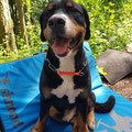 Berner Sennen Hund 'Benny' mit seinem Biothane-Kettenzugstopp