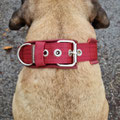 Kalle mit seinem neuen Halsband in bordeaux