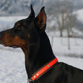 Dobermann Amparo aus Waldürn / Altheim mit seinem Biothane Kettenzugstopp