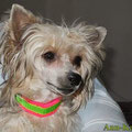 Chinese Crested Powderpuff Rose mit ihrem neuen edel & farbenreich Halsband