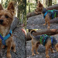 Yorki-Mix 'Charlie' aus Merzig mit seinem neuen Sicherheitsgeschirr aus Gurtband in verschiedene Blau- und Grüntönen mit AirMesh Polsterung in verschiedenen Blau- und Grüntönen